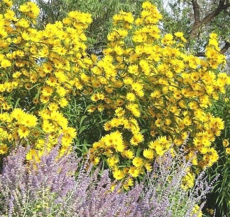Maximilian Prairie Sunflower 100 Seeds - Native Wildflower for Drought Tolerance - Helianthus maximiliani