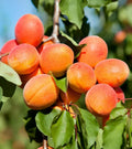 Apricot Fruit Seeds - 20 Count - Prunus armeniaca - Heirloom Variety for Home Gardening