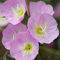 Showy Evening Primrose 100 Seeds | Non-GMO | Oenothera speciosa | Bulk Seed Pack