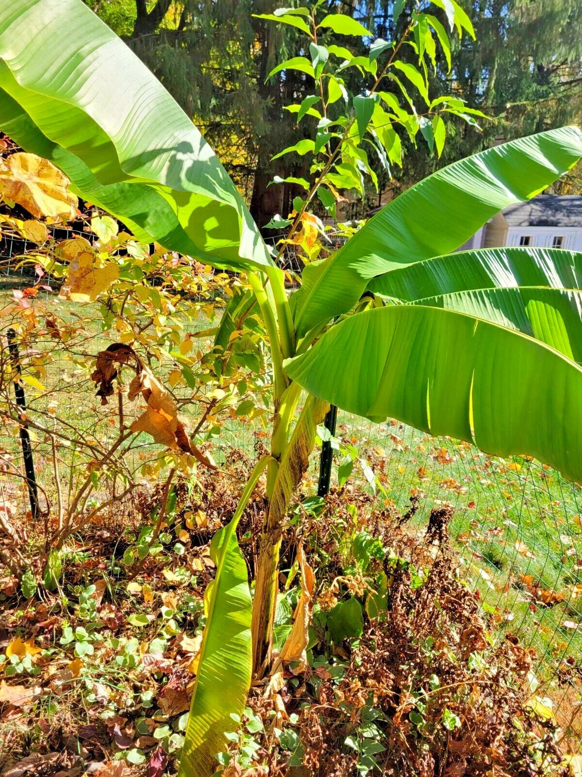 Live Banana Tree Plant - 6ft Tall - Musa - Non-Tissue Cultured - Indoor/Outdoor - Rooted Stem