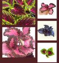 Coleus Rooted Cuttings - 10 Varieties - Live Plants for Coleus Lovers - Coleus spp.