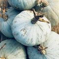 Sweet Meat Winter Squash Seeds - Blue Kuri Kabocha & Jarrahdale Kabocha - Heirloom Vegetable Seeds - Cucurbita maxima
