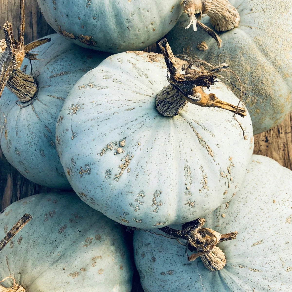 Sweet Meat Winter Squash Seeds - Blue Kuri Kabocha & Jarrahdale Kabocha - Heirloom Vegetable Seeds - Cucurbita maxima
