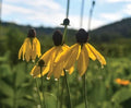 Weeping Coneflower Seeds (100 Seeds) - Easy to Grow, Ratibida pinnata, Native Wildflower, Drought-Tolerant