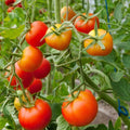 Stupice Tomato Seeds - Cold Tolerant Early Variety, NON-GMO Heirloom, Organic Gardening Essentials