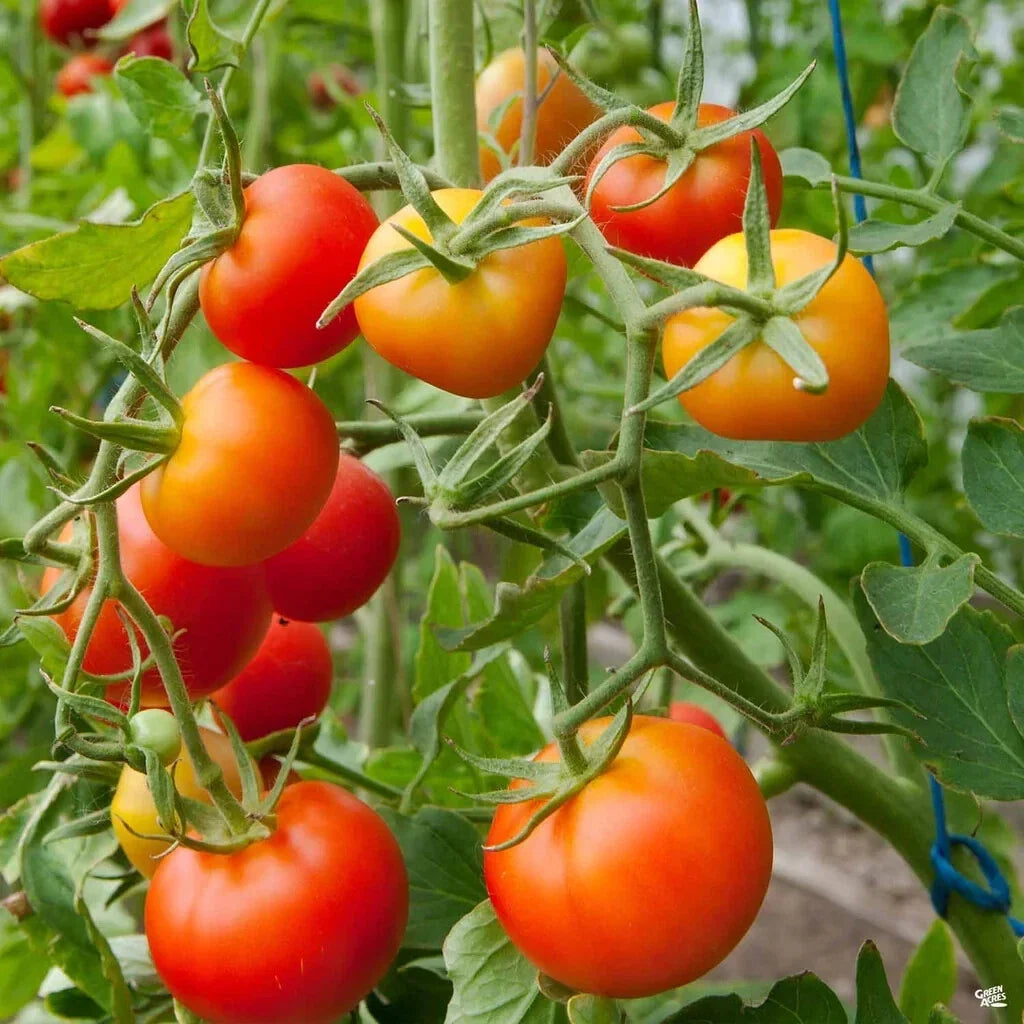 Stupice Tomato Seeds - Cold Tolerant Early Variety, NON-GMO Heirloom, Organic Gardening Essentials
