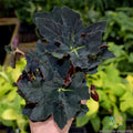 Black Fancy Begonia Seeds - 25+ Count for Garden Planting - Non-GMO, USA Grown - Ideal for Indoor/Outdoor Use