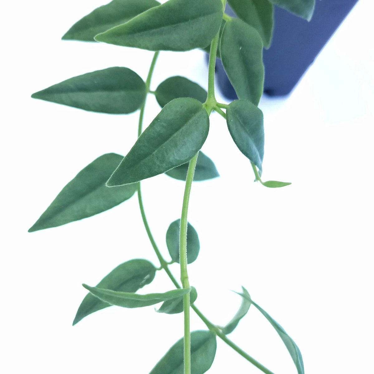 Hoya Bella Cutting - One Stem Live Houseplant - California Grown - Hoya bella