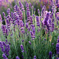 Set of 2 Live Rooted Lavender Plants – Fragrant Herbs – No Pot – Lavandula angustifolia