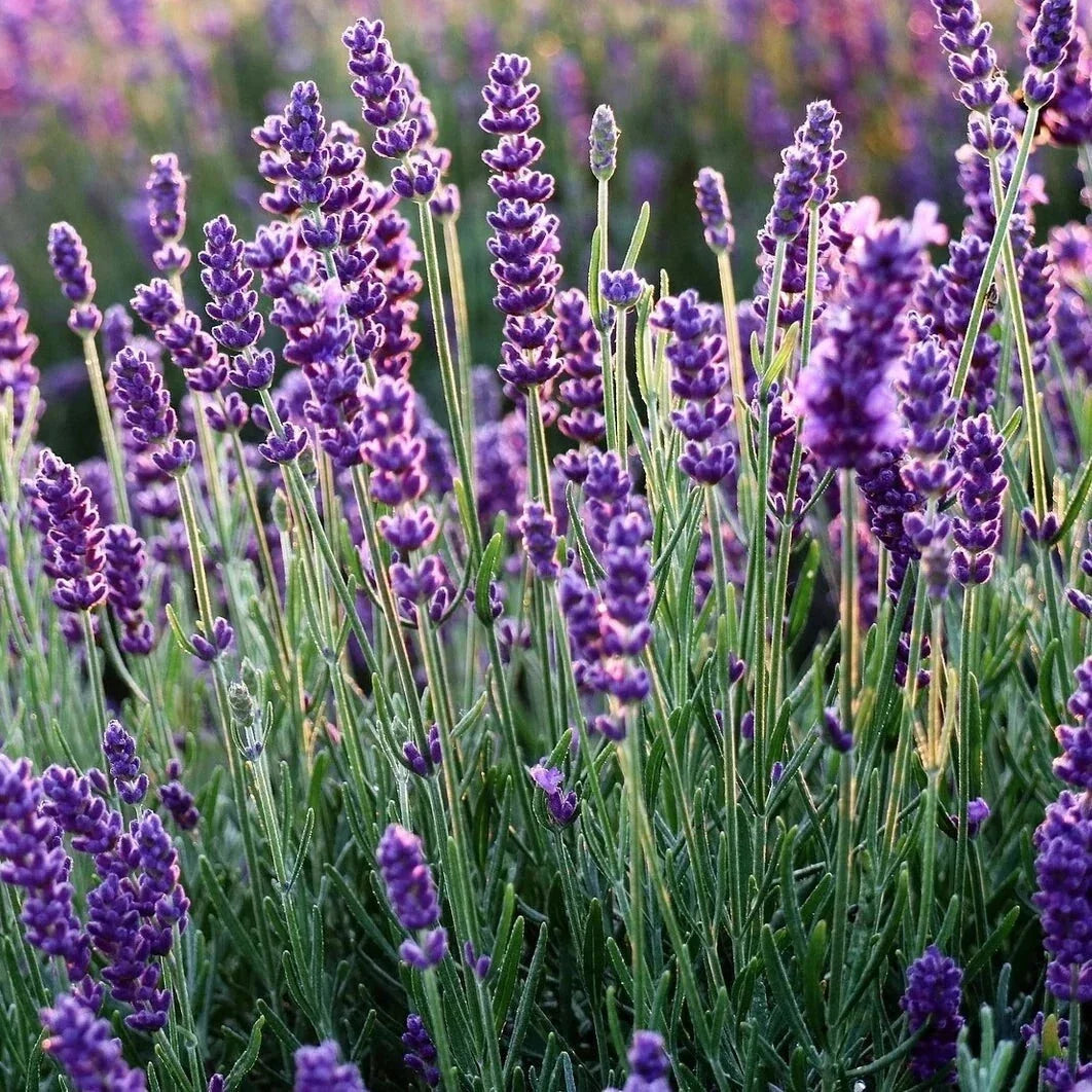 Set of 2 Live Rooted Lavender Plants – Fragrant Herbs – No Pot – Lavandula angustifolia