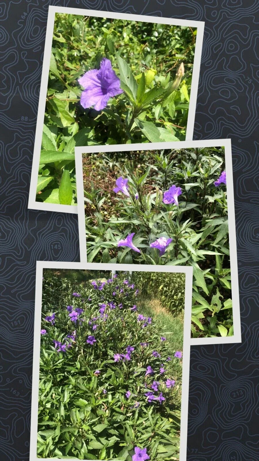 Live Bare Root Mexican Petunia Plants - 10 Pack, Ruellia Simplex, Hardy Perennial Ground Cover, Vibrant Purple Flowers