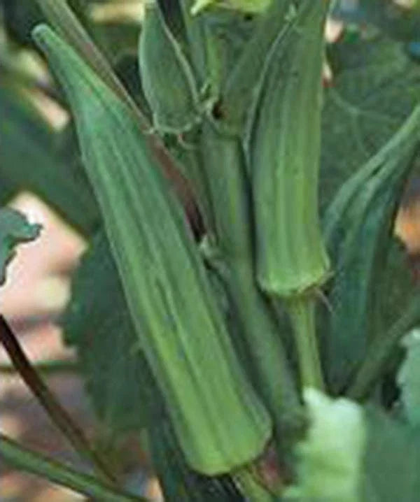 Okra Seeds, 100 Count, Emerald Heirloom, Non-GMO, Garden Okra Seeds