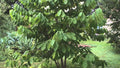 Paw Paw Tree Live Plant 12-18 Inches Asimina triloba Hardy Zones 5-9