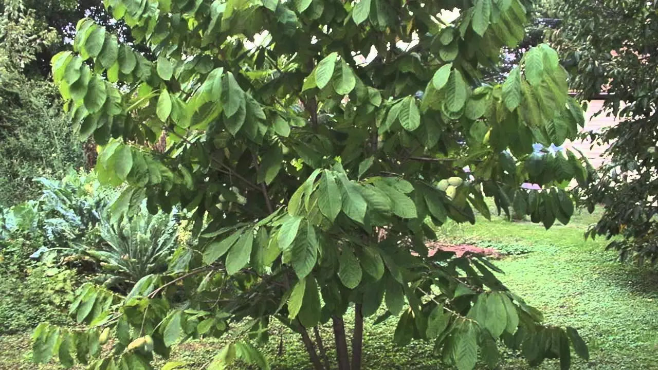 Paw Paw Tree Live Plant 12-18 Inches Asimina triloba Hardy Zones 5-9