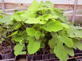 Brown Turkey Fig Live Rooted Plants - Ficus carica - Hardy Fruit Tree for Home Garden