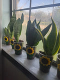 Snake Plant Cutting - Rooted Mother-In-Law Tongue - Sansevieria Live Plant