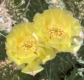 Plains Prickly Pear Cactus Cutting, Cold Hardy, Opuntia polyacantha, Drought-Tolerant Succulent, Garden Plant