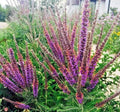 Lead Plant Seeds - 101+ Native Wildflower Seeds for Poor Soils, Drought Tolerant, Pollinator Friendly, Amorpha canescens