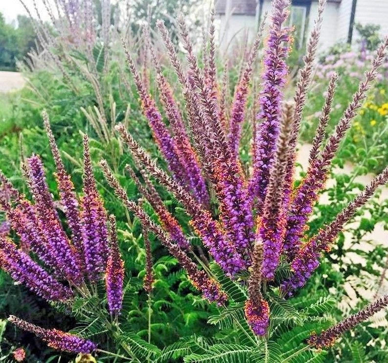 Lead Plant Seeds - 101+ Native Wildflower Seeds for Poor Soils, Drought Tolerant, Pollinator Friendly, Amorpha canescens