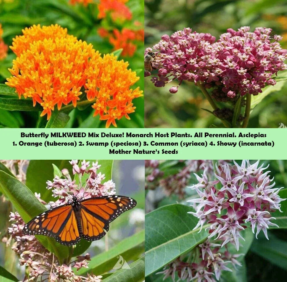 Milkweed Mix Deluxe Seeds - 100 Non-GMO Perennial Monarch Butterfly Host Plant - Asclepias spp.