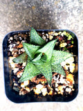 Haworthia Venosa Spp Tesselata Potted Plant - 2" Diameter - Rare Succulent, Indoor Plant, Low Maintenance