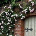 New Dawn Climbing Rose Cuttings - 6 Fresh Unrooted Cuttings - Rosa 'New Dawn' - Ideal for Garden Planting