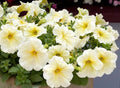 Petunia Seeds - Pelleted - Prism Sunshine - Attracts Butterflies - Petunia x hybrida