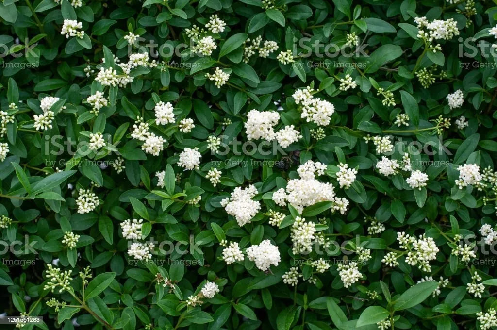 Privet Shrub Cuttings - 100 Unrooted Fast-Growing Cuttings - Ligustrum spp.