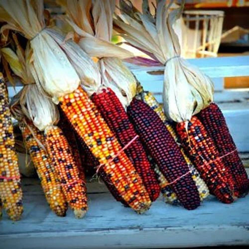 Indian Corn Seeds - Heirloom Non-GMO - 60+ Fresh Seeds - Zea Mays Everta