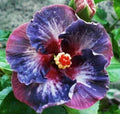 Hibiscus Flower Seeds - 20 Pack Blue Pink Purple Perennial Seeds - Hibiscus rosa-sinensis