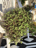 Dwarf Bolivian Wandering Jew Cuttings - 10 Live Tradescantia Repens Plant Cuttings for Home Decor and Gardening