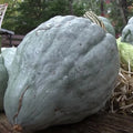 Giant Blue Hubbard Sweet Squash Seeds - Heirloom - 20 Count - Rare Variety (Cucurbita maxima)