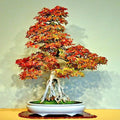 Trident Maple Tree Seeds - 20 Pack - Acer buergerianum - Hardy Fall Colors - Ideal for Bonsai Gardening