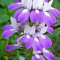 Chinese Houses Seeds, 100 Count, Unique Delicate Flowers, Beautiful Blooms, Collinsia heterophylla