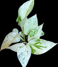 True Snow Queen Pothos Plant - 4-inch Pot - Variegated White Leaves - Epipremnum aureum