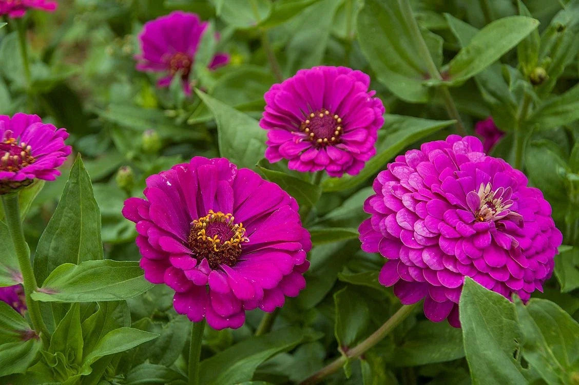 Purple Prince Zinnia Seeds - Non-GMO - Variety Packet Sizes - Zinnia elegans