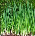 Onion Seeds, 500+ Heirloom Tokyo Long White, Non-GMO, Ideal for Salads, Allium fistulosum
