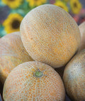 Ambrosia Cantaloupe Melon Seeds (10 Seeds) - Heirloom Varietal, Sweet Flavor, Cucumis melo