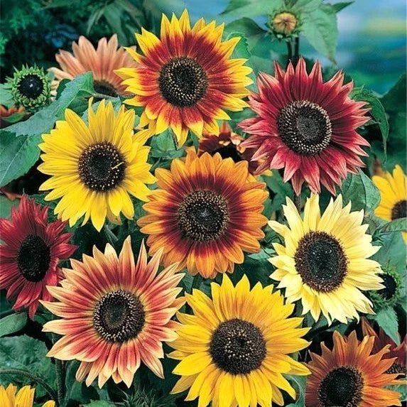 Sunflower Mix - 10 Species Variety Pack - Sunny Sun Power - Free Shipping - Helianthus