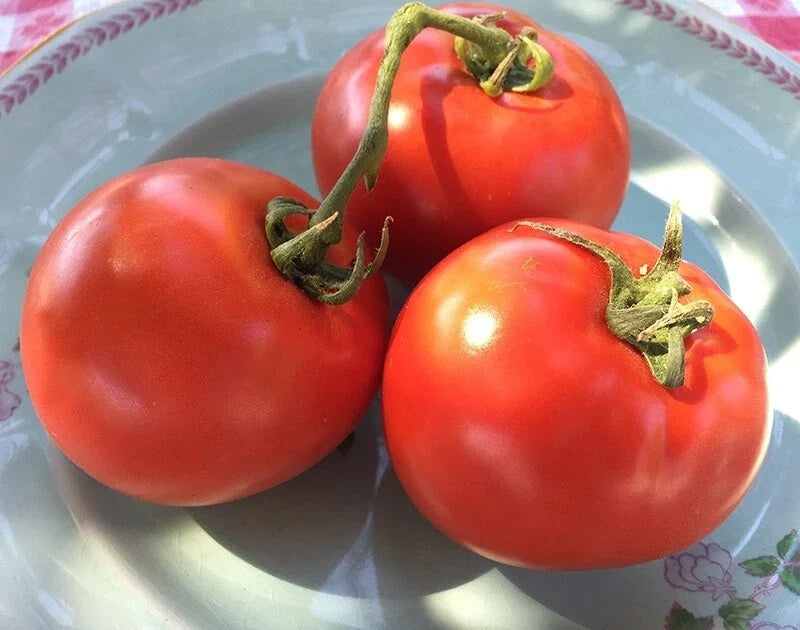 Homestead Tomato Seeds, 50 Count, Heirloom, Non-GMO, Lycopersicon esculentum