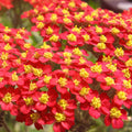 Red Yarrow Seeds - 500 to 10,000 Non-GMO Seeds | Achillea millefolium | Free Shipping