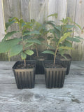 Potted Pawpaw Trees 2 Yr Old 1gal Asimina triloba - Ready to Plant 4 Pack