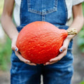 Baby Red Hubbard Squash - 5/8 lbs - Heirloom Organic Non-GMO - Orange Hokkaido Variety