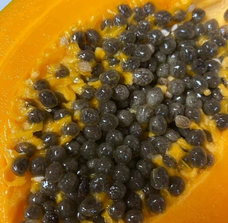 Papaya Seeds - Gold Yellow Kamiya - 50 Seeds - Carica papaya