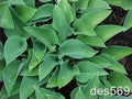 Dwarf Hosta Plants 10 Pack - Blue Cadet - Award Winning Hosta (Hosta 'Blue Cadet') - Live Plants for Garden or Landscape