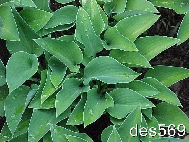 Dwarf Hosta Plants 10 Pack - Blue Cadet - Award Winning Hosta (Hosta 'Blue Cadet') - Live Plants for Garden or Landscape