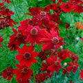 Coreopsis Seeds - 500 Count - Plains Tall Red - Heirloom, Non-GMO, Pollinator Friendly, Deer Resistant - Coreopsis tinctoria