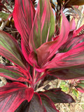 Hawaiian Ti Leaf Cuttings 6-Inch Mixed Green Pink Red Starter Logs - Cordyline fruticosa x10
