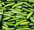 Alpha Cucumber Seeds for Planting - 30 Seeds - Persian Beit Alpha - Lebanese Cucumber (Cucumis sativus)