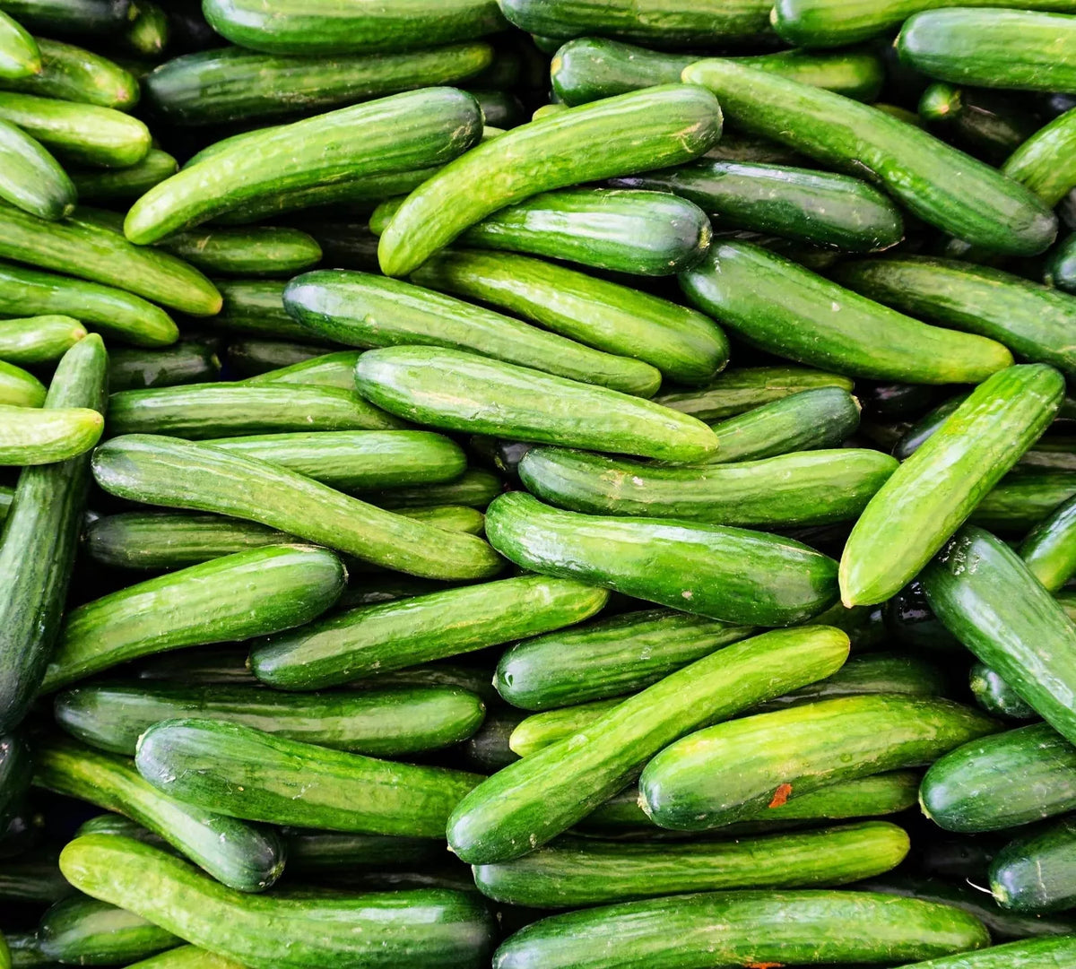 Alpha Cucumber Seeds for Planting - 30 Seeds - Persian Beit Alpha - Lebanese Cucumber (Cucumis sativus)